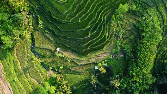  aerial panorama of agrarian rice fields landscape in the village of kendal Central Java, like a terraced rice fields in ubud Bali ASIA Indonesia