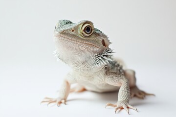 Naklejka premium Close-up of a Bearded Dragon