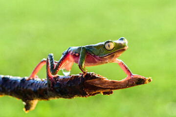 Super tiger-leg monkey tree frog (Phyllomedusa tomopterna), Alajuela, Costa Rica