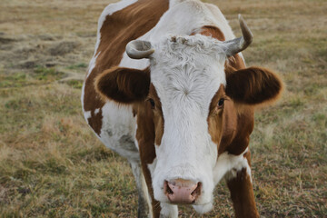 Portrait of a brown-white cow grazing on a meadow