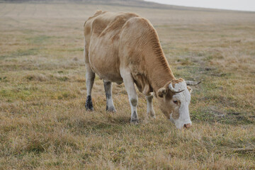Portrait of a brown-white cow grazing on a meadow