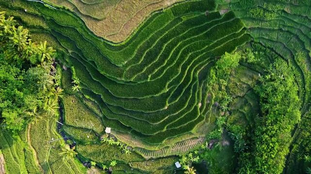  aerial panorama of agrarian rice fields landscape in the village of kendal Central Java, like a terraced rice fields in ubud Bali ASIA Indonesia