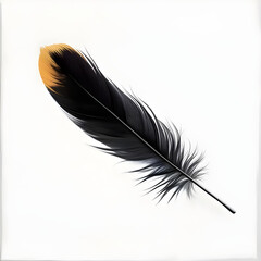 Elegant Black Feather with Gold Tip Isolated on White