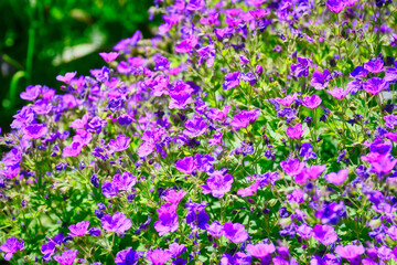 Purple flowers of meadow geranium on a mountain field