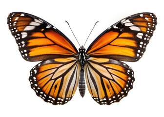 Fototapeta premium High-resolution stock photo: A single tiger butterfly, isolated against a pure white background. Panoramic view.