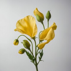 A delicate yellow sweet pea with curled petals, gently set against a clear white background.