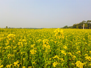 Fototapeta premium Wild Mustard Flowers in a Countryside Meadow: A Scenic Photography of Nature's Beauty