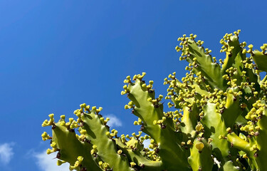 Euphorbia lactea cactus is a species of spurge native to arid and subtropical regions of South Asia against blue sky,4K