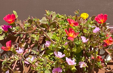 Portulaca umbraticola or Wingpod purslane perennial succulent plant with small multicolred flowers.Selective focus.