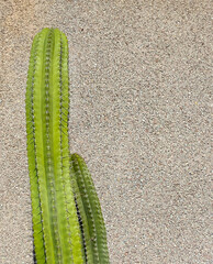Stenocereus griseus cactus plant on a beige wall background with copy space.