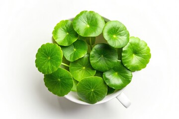 Overhead shot: vibrant Centella asiatica leaves nestled in a white mortar, showcasing herbal medicine.
