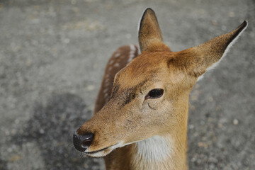 Portrait of a young female sika deer on a farm