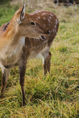 Portrait of a young female sika deer on a farm
