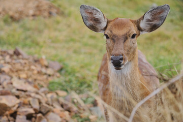 Portrait of a young female sika deer on a farm