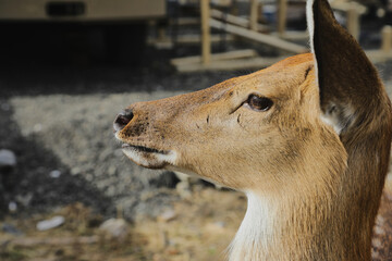 Portrait of a young female sika deer on a farm