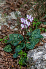 Delicate pink Cyclamens growing wild on a wooded slope in Kiryat Tivon Israel. It is the symbol of the town.
