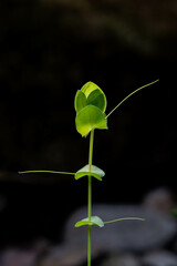 Close up of a young plant from the legume family backlit by the sun growing wild in a woodland area in Israel.
