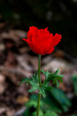 Close up of a beautiful wild colorful Anemones growing in wooded areas and open meadows in Israel.
