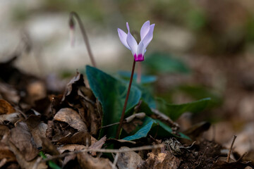 Close up of pink Cyclamen flower  growing wild on a wooded slope in Kiryat Tivon Israel. It is the symbol of the town.
