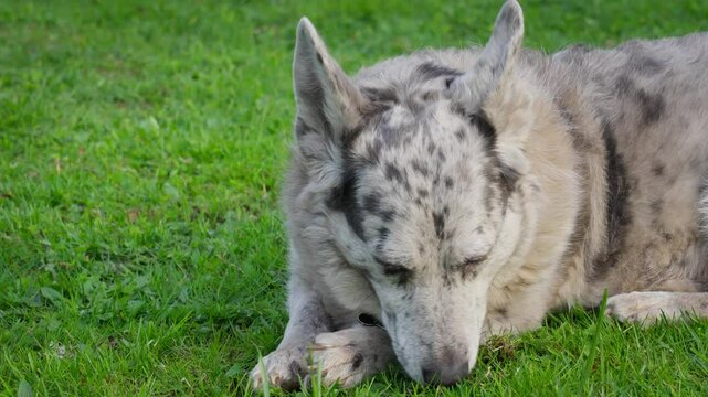 Adopting a shelter dog. A spotted dogl with two-colored eyes, lying in the grass and chewing on a tree branch.