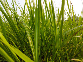 Obraz premium green grass on blue sky background