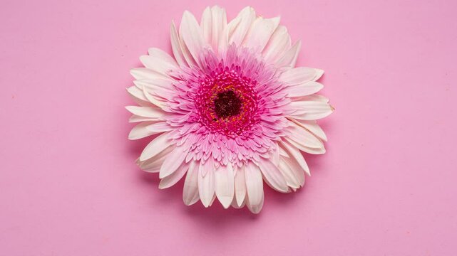 Stop motion video of spinning pink gerbera flower close up on a pink background.