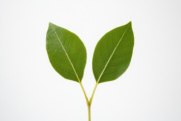 minimalist representation of cloning with two identical leaves growing symmetrically from single stem against clean