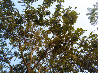 branches against sky