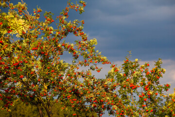 Vogelbeeren im Vordergrund blauer Himmel im Hintergrund