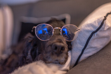 Un chien noir de race cocker spaniel sur un canapé avec une paire de lunette