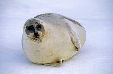 Phoque du Groenland, Pagophilus groenlandicus, Ile de la Madeleine, Québec, Canada © JAG IMAGES