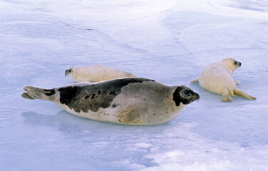 Phoque du Groenland, Pagophilus groenlandicus, Ile de la Madeleine, Qu&eacute;bec, Canada