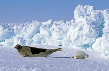 Phoque du Groenland, femelle et jeune, Pagophilus groenlandicus, Ile de la Madeleine, Québec, Canada © JAG IMAGES