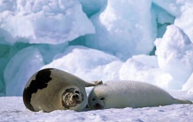 Phoque du Groenland, femelle et jeune, Pagophilus groenlandicus, Ile de la Madeleine, Québec, Canada © JAG IMAGES