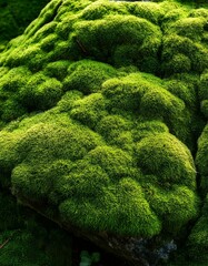 長年の湿気に覆われた岩の表面にびっしりと生えた苔