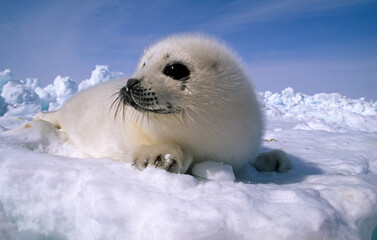 Phoque du Groenland, jeune, Pagophilus groenlandicus, Ile de la Madeleine, Québec, Canada © JAG IMAGES