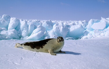 Phoque du Groenland, Pagophilus groenlandicus, Ile de la Madeleine, Québec, Canada © JAG IMAGES