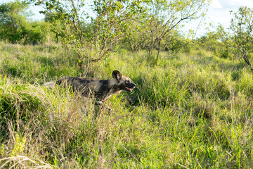 Lycaon, Lycaon pictus, Afrique du Sud