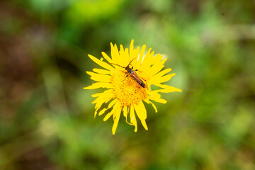 Calleux Cycliste, Sténoptère roux, Stenopterus rufus