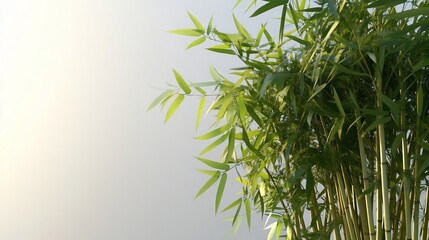 Obraz premium Lush bamboo plant backlit, serene studio, nature background, design element