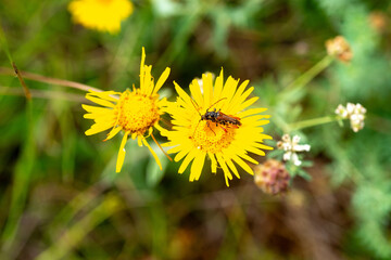 Calleux Cycliste, Sténoptère roux, Stenopterus rufus