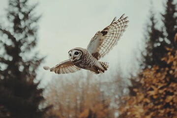 Fototapeta premium A majestic owl in mid-flight gliding through a forest with autumn foliage in the background