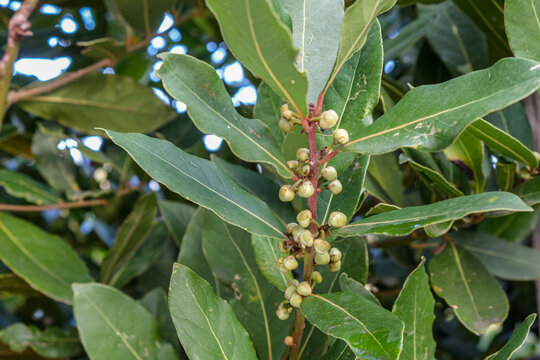 Bayleaves and berries officinalis plant natural remedies