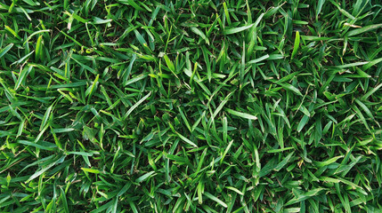 Fototapeta premium Close-up view of lush green grass flourishing under bright sunlight in a tranquil outdoor setting, showcasing the beauty of nature during the day. Generative AI