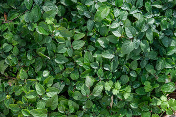 Fototapeta premium bed of marjoram officinalis plant natural remedy