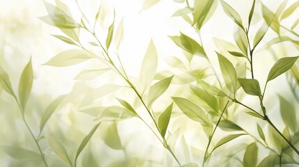 Fototapeta premium Sunlight through green leaves, garden backdrop, nature design