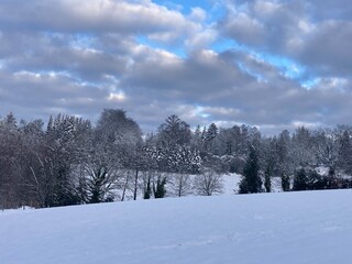 snow covered trees