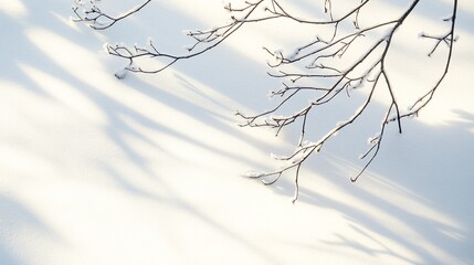 Frosty branches cast shadows on snowy ground, winter sunlight