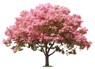 Fototapeta premium PNG Spring tree outdoors blossom nature.