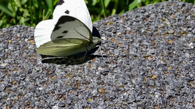 Close-up of a White Butterfly on a Stone